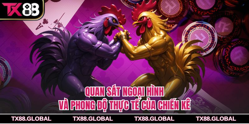 Quan sát ngoại hình và phong độ thực tế của chiến kê